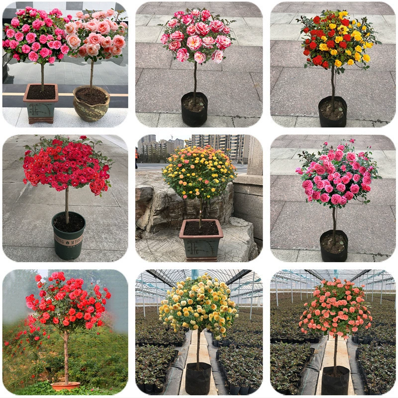 Дерево Роза Леденец Высокая Роза Цветок Рассада Патио Терраса Завод Большой Цветок Роза Лучжоу-аромат завод в горшке