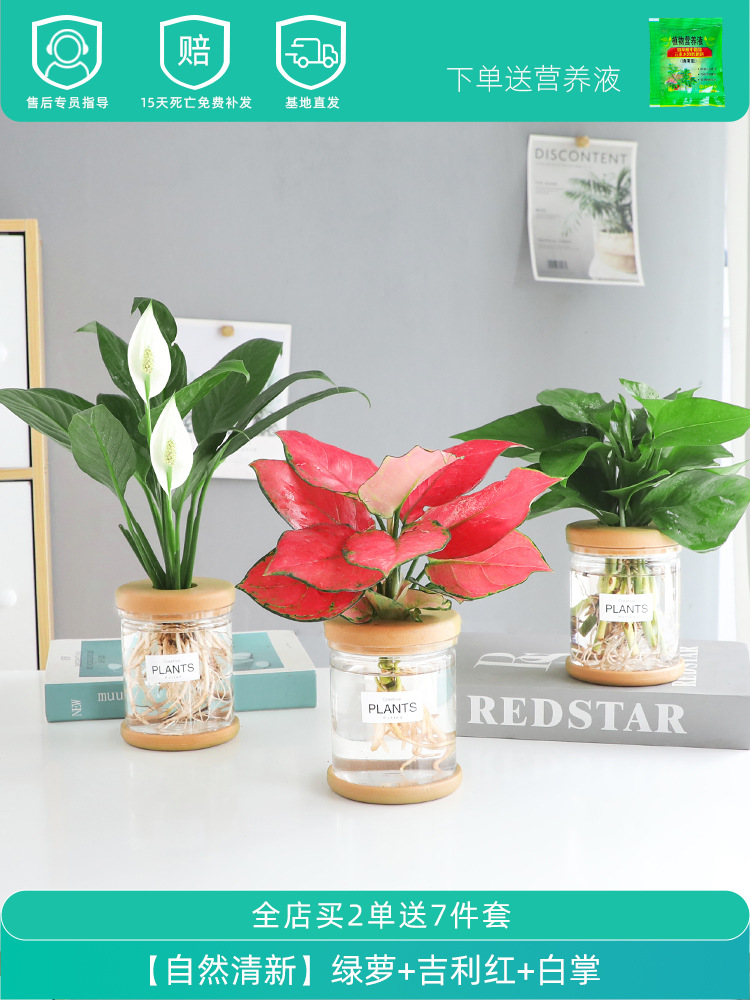 [자연의 상큼함] 포토스 + 지리홍 + 흰야자 (무영양액)