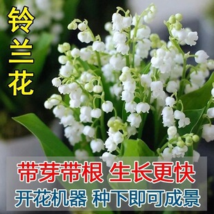 ��m�ļ��_�����玧ѿ�������̨���Ի����҃ȾGֲ�������ͺ�ֲ��