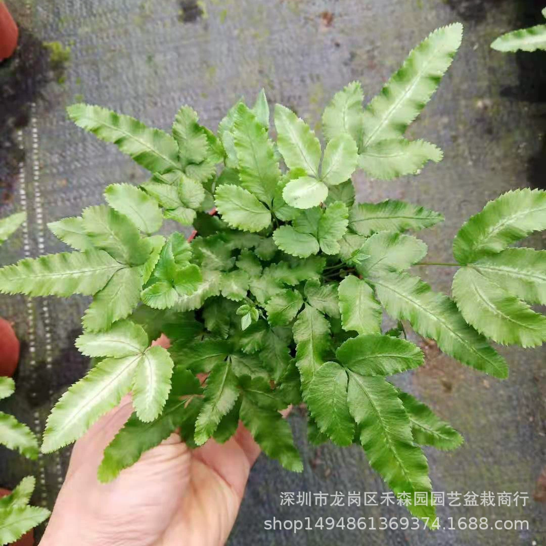 Папоротник зеленое облако папоротник волчий хвост беседка папоротника растение стена микро тропический лес бак чистый воздух Крытый горшок пейзаж