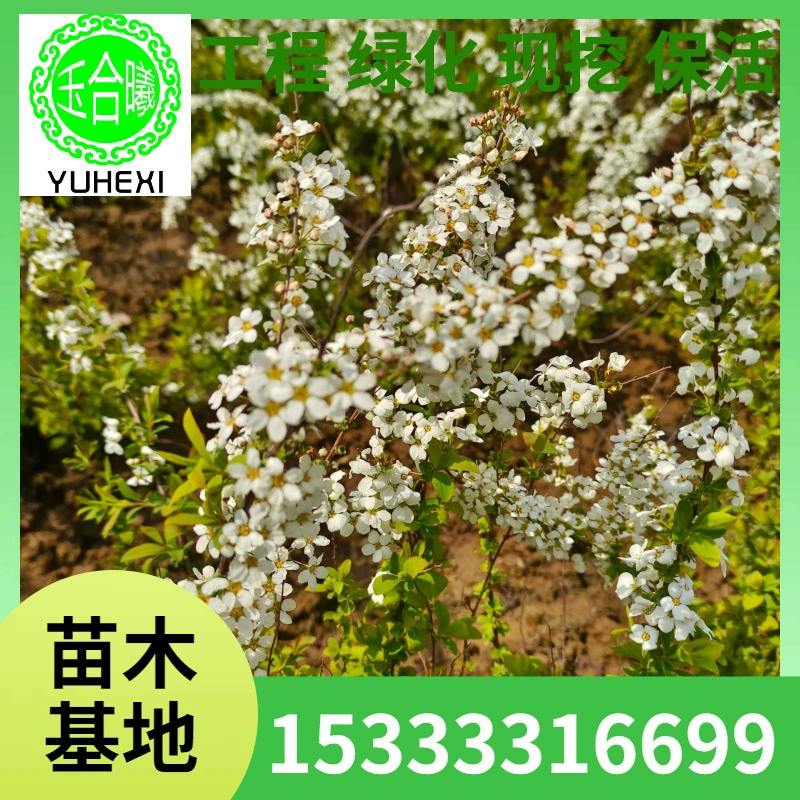 Сухие ветки снежной ивы, модные гидропонные растения, оптовая продажа онлайн, прямые поставки, комнатные цветы, легко цветут