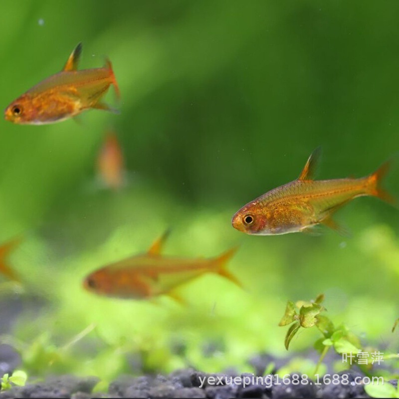 Spitfire lamp fish living tropical fish ornamental fish wholesale small lamp fish freshwater swimming grass tank fish fishing ground direct sales