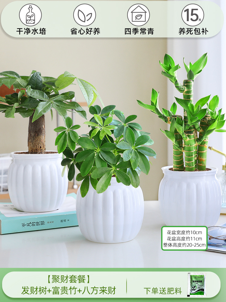 [부자 패키지] 돈나무 + 행운의 대나무 + 사방에서 오는 부