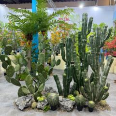 仿真龙神柱仙人掌寄生仙人球摩洛哥沙生植物造景软装样板工程装饰