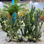 摩洛哥样板植物仿真仙人球