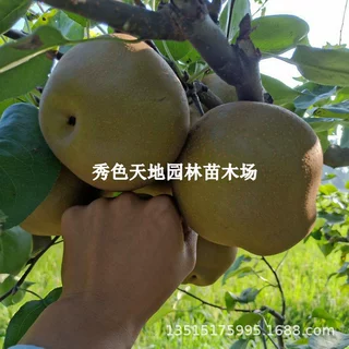新品种梨树果苗嫁接金珠沙梨树苗金珠沙梨王苗南北方庭院盆栽地栽