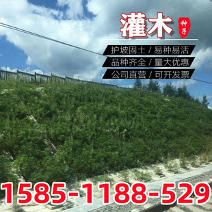 �o�¹�ľ�N�����뻱�̻��໨ľ�m��֦���y�Ϛg�iʺ��ľ����ݼ����