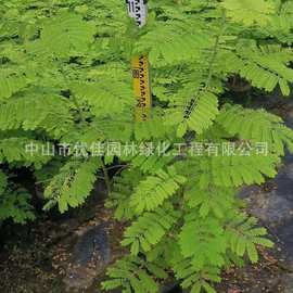 基地发货 复羽叶栾树 黄山栾树 栾树 铁刀木 国庆花 绿化工程报价