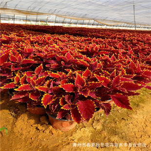 �������^С�^�G���ò��~��  ������t�G���~�� ���P���~��