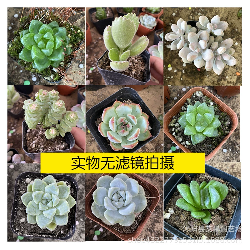 Мясные растения Веселый мясистый горшечный балкон Супер милый нефритовый лед росы мясистое зеленое растение в горшке мясистая оптовая продажа