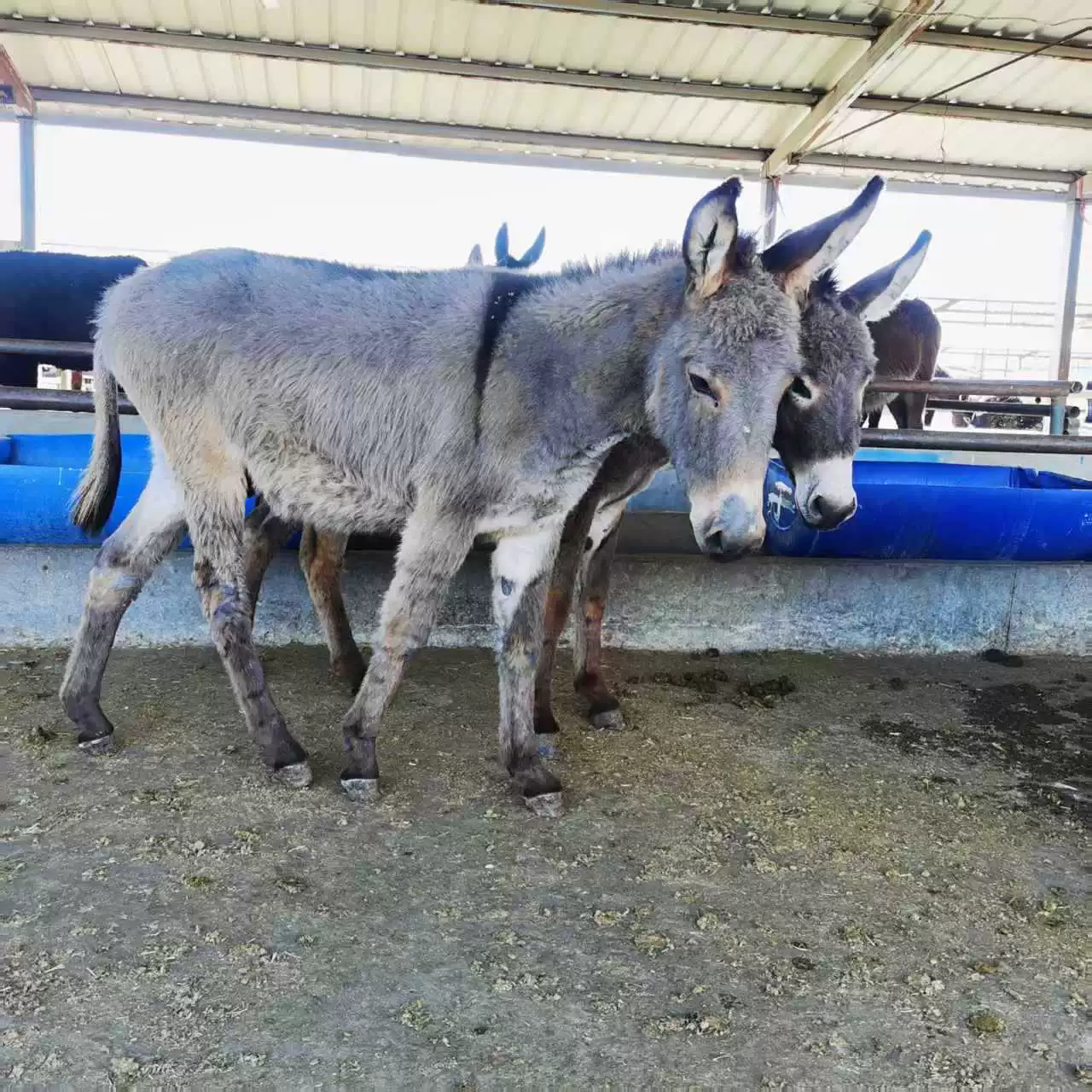 Мини-осел для показа и верховой езды, осел для тяги телеги, маленький осел для пейзажных мест и особняков, выставка маленьких ослов на продажу.