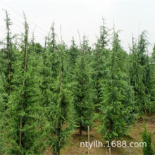 ѩɘѩ،ѩɘļе}QͥԺG