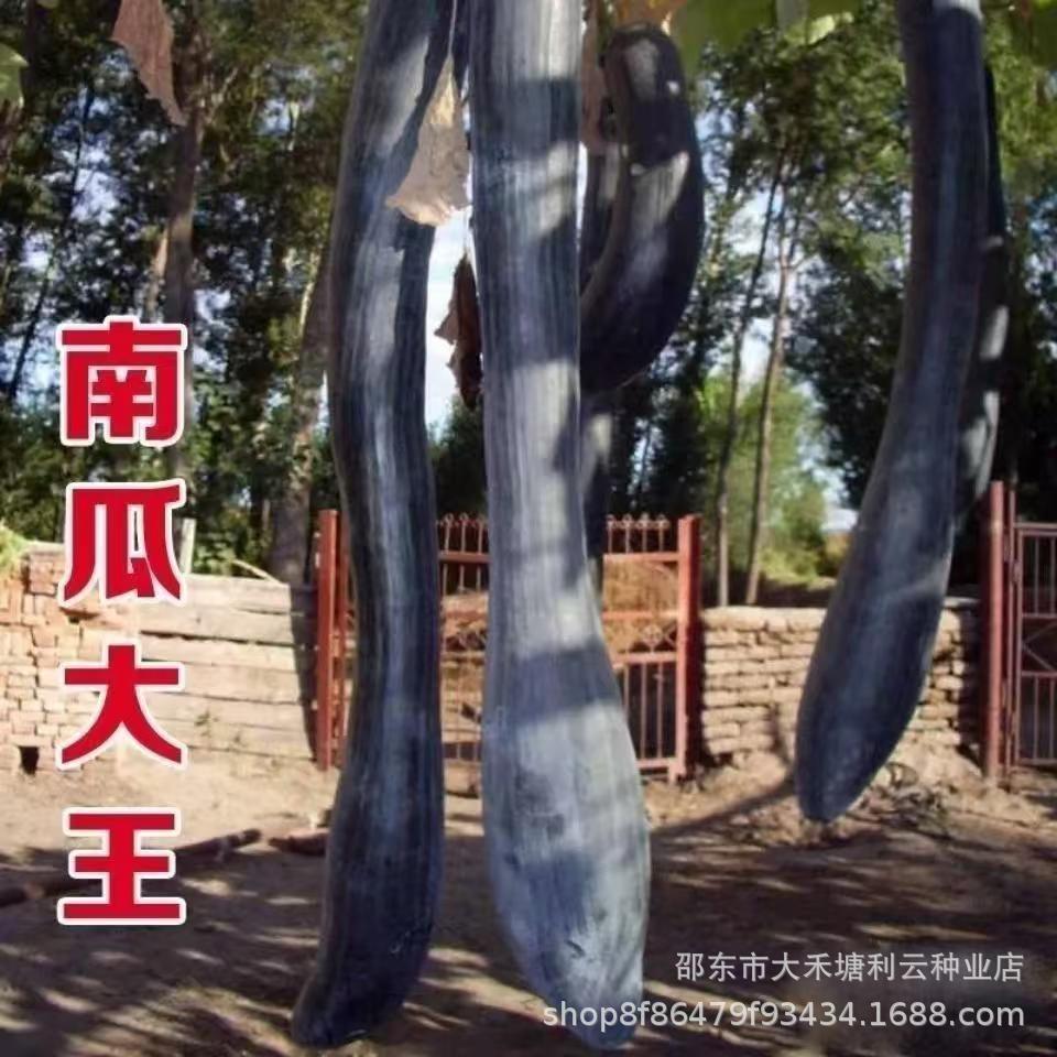 南瓜大王种子超甜大吊瓜特长南瓜高产蔬菜四季春季庭院南瓜种子