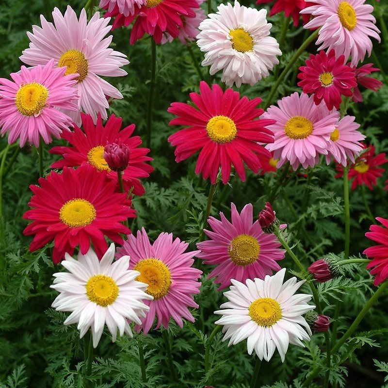 Semillas de flores semillas de cuatro estaciones al por mayor estrella de sol cosmosa de flores