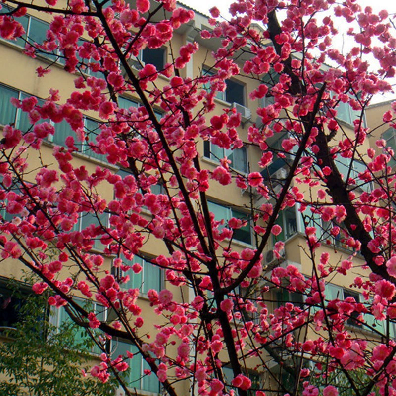 Оптовые саженцы Красной сливы саженцы зеленой сливы в том году цветения декоративные Холодостойкие саженцы сливы полные спецификации Большая скидка