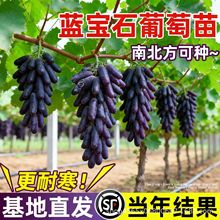 �{��ʯ���������ڹ�������Ϸ������Nֲ�ش�o�����ј��m����Y��