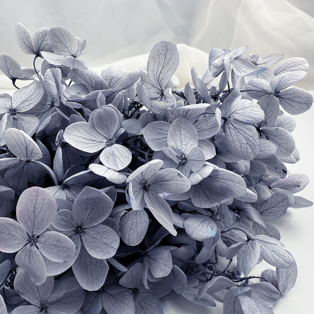Flores de hortensia preservadas de calidad A+ del fabricante de Yunnan, flores preservadas en caja de 20g.