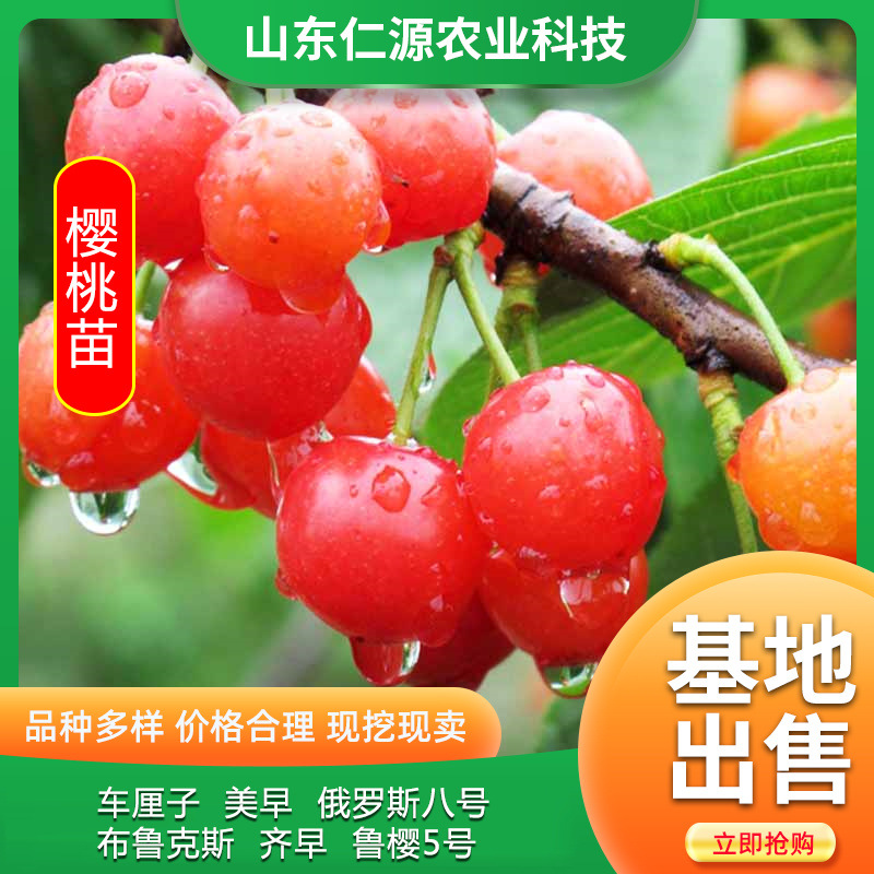 车厘子樱桃苗批发 红灯樱桃 俄罗斯8号樱桃苗口感好樱桃树苗