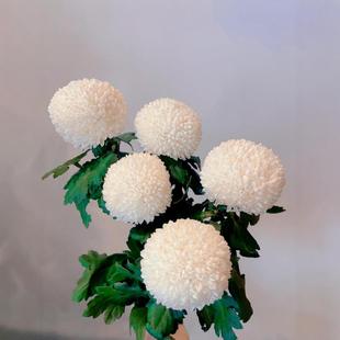 White Table Tennis Chrysanthemum Flowers Wholesale Yunnan Kunming Direct Wholesale Flower Shop Wedding Venue Stall Layout with Fresh Cut Flowers