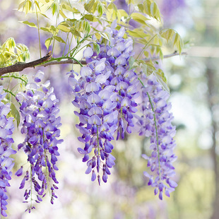 Wisteria Saplings Climbing Climbing Plants Courtyard Wall Balcony Potted Plants Cold-Resistant Purple Wisteria All Year Round Easy-To-Live Seedlings Green Plants