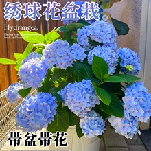 �������Ԏ����Ϙ��o�M�Ļ����ļ��҃��_��ͥԺ�̨�r���ܾGֲ��