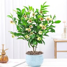 һ�����l��Ц���纬Ц���Ժ�Ц�������ֲ�ﺬЦ�������_�����㻨