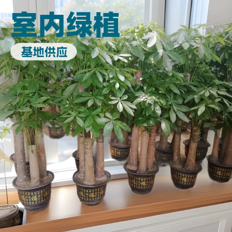 Комнатные растения, денежное дерево с тремя стволами, растение в горшке для постепенного процветания, ландшафтный дизайн для дома и офиса, вечнозеленые цветы для любого сезона.