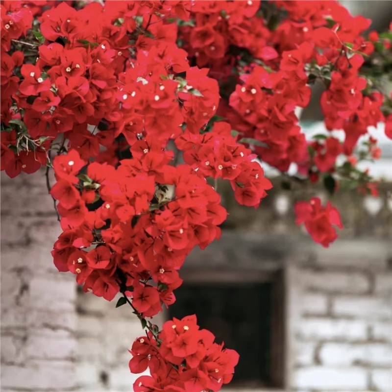 Dos pétalos de ciruela triangular plántulas de ciruela verde, ciruela roja, ciruela roja, cayata, flores en maceta, balcón, patio, terraza, flores