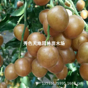 �V�����SƤ�����F���޽��SƤ����o�˴���u�������SƤ���Ϸ��Nֲ