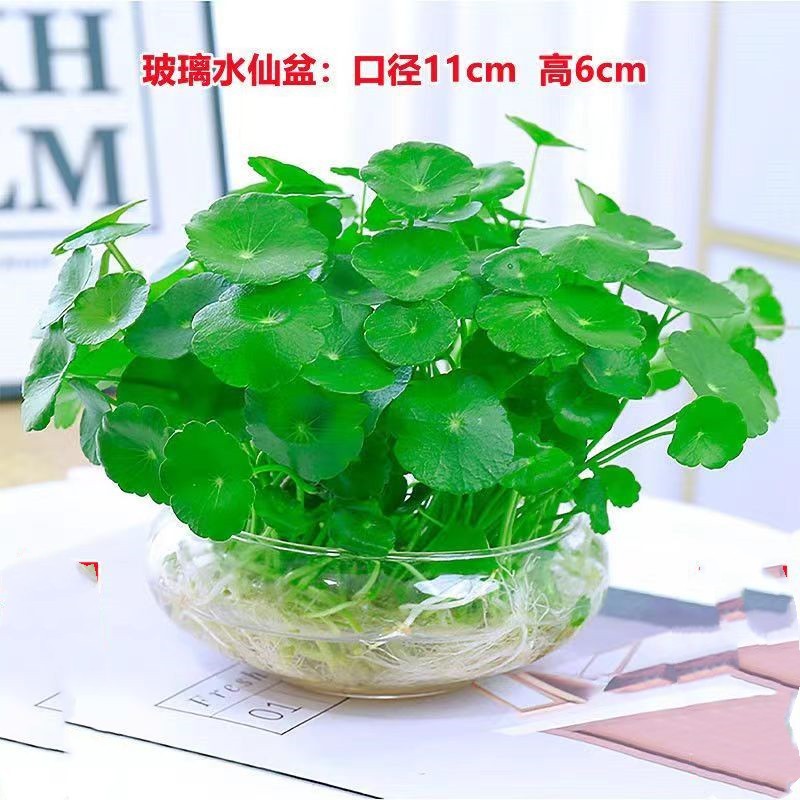 패키지 유리 수선화 병 + 잎이 있는 구리 돈 풀 + 과립 비료