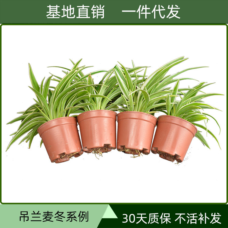 �����󶬽�߻���������ֲ����С��ˮ��ˮ�����ַ��紹����������