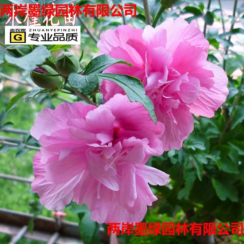 Уличные дорожные декоративные растения, цветы, двуцветковый гибискус, ландшафтные саженцы, цветочные саженцы, саженцы гибискуса