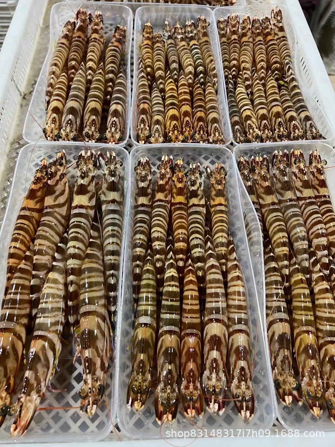 斑节虾、黑虎虾、竹节虾6