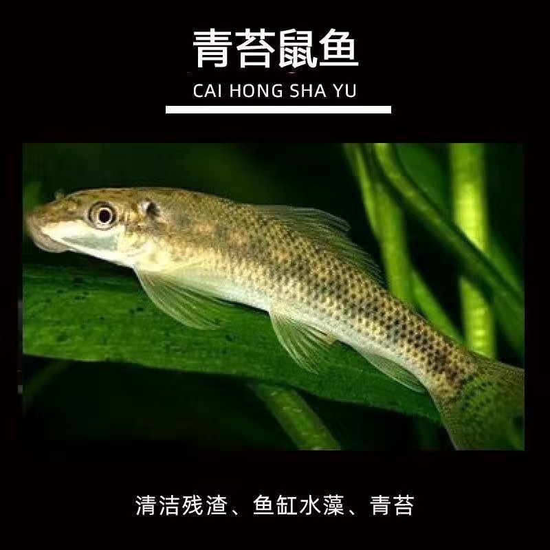 Peces limpiadores, musgo dorado, ratas, peces, ratas, herramientas de limpieza de acuarios, tres espadachines para comer musgo para eliminar algas, envío gratuito.