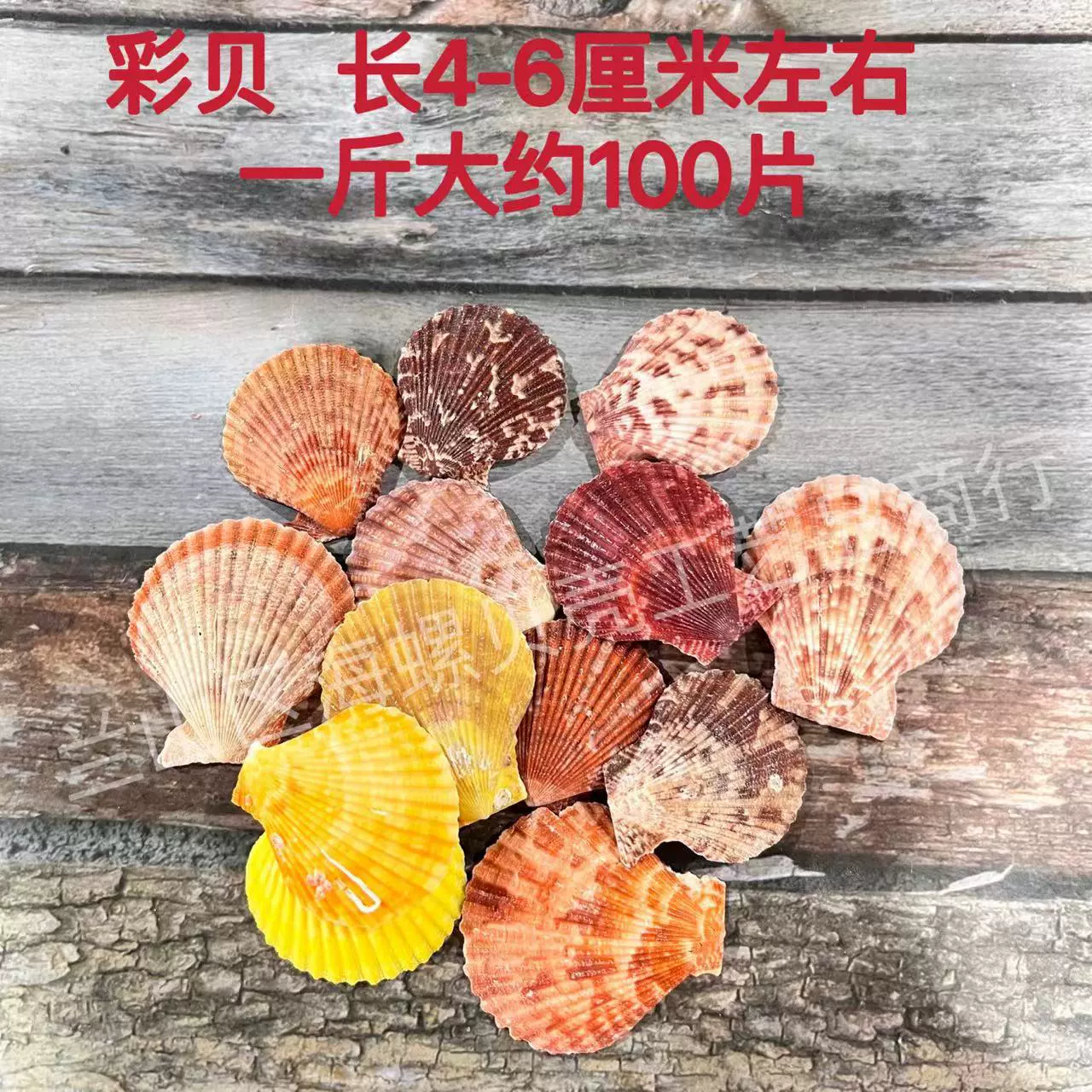 Shell Natural Shell Conch Stars Drifting Bottle Shell Crafts Wholesale Diy Handmade Shell Materials