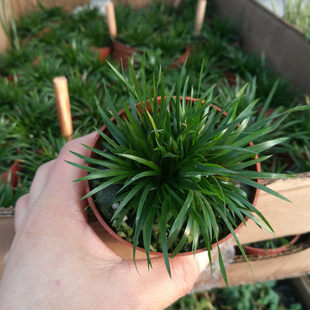 ���X��������΢���辰�� ����ֲ���k���������ļ����B�Gֲ�S��