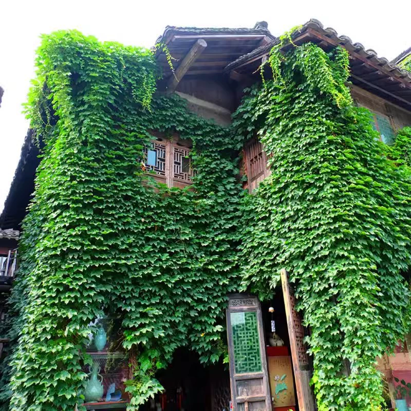 Семена Партеноцисса Вьющееся виноградное растение Four Seasons двор открытый взбираясь стена цветок виноградное растение Лиана дерево