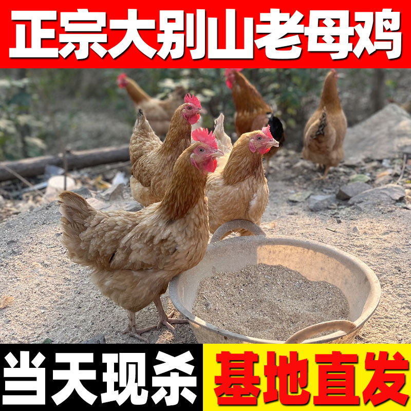 散养黄油老母鸡皖南土鸡整只冷冻新鲜优质母鸡真空包装滋补