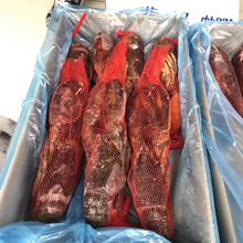 波士顿龙虾速冻大波龙鲜冻海鲜活冻加拿大龙虾特大商用整箱批发