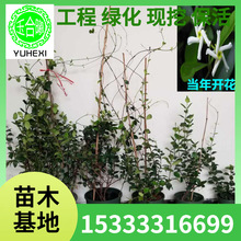 ���l�L܇����С�� �y�z���� �jʯ�����٘��ϱ����Nֲ�ͺ�������