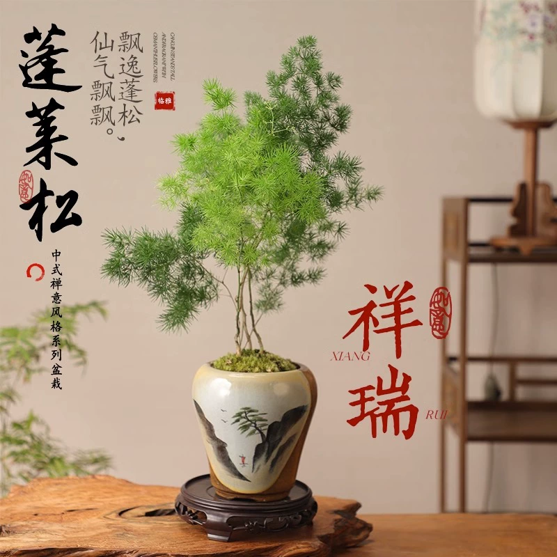 Пушистая маленькая гостиная в горшке зеленое растение настольные растения Комнатные цветы старый ворс Добро пожаловать сосновая спаржа Lu Four Seasons хорошо