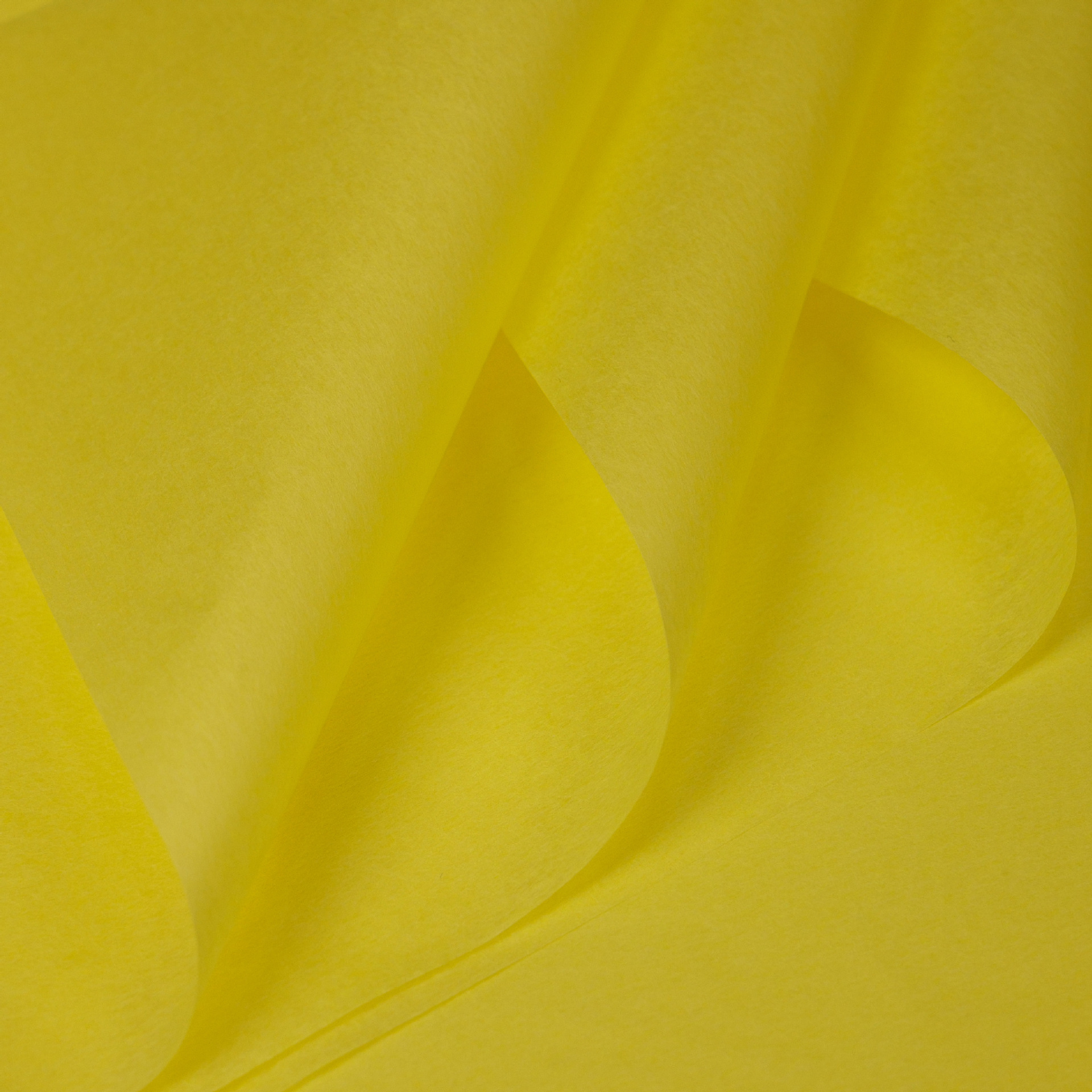 단색 심황 36 사진