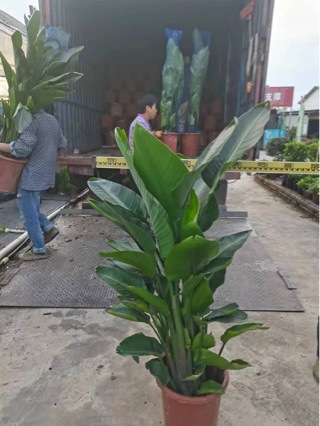 白花鹤望兰 自然高1.5米