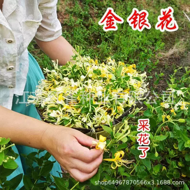 Маленькие саженцы лекарственного жимолостника, ароматные декоративные вьющиеся растения, озеленение двора, зеленые растения на балконе, вьющиеся цветы, легко выращивать