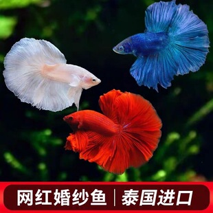(����)�^�p�~���~�鼆����̩��������Ů�Ꭷ����Ꭷ�~���B�ͻ�
