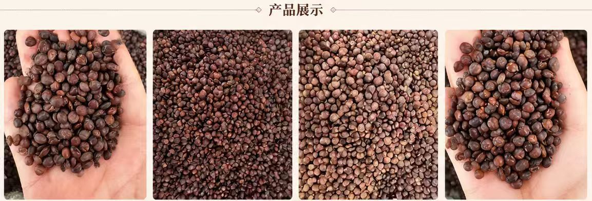 Dried Sour Jujube Seeds Suan Zao Ren Bulk 1000g Food Grade Herbal Ingredient specifications
