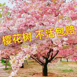 �ѻ������ϱ�������ͥԺ�Nֲ�G�����̘�����ֲ��G�}�������ȩ