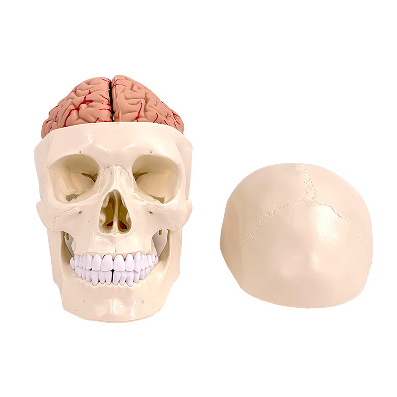 ҽѧ����ͷ­�Ǹ�����ģ�� ͷ��ģ�� 1:1­��ģ�ͽ����񾭿�ģ��