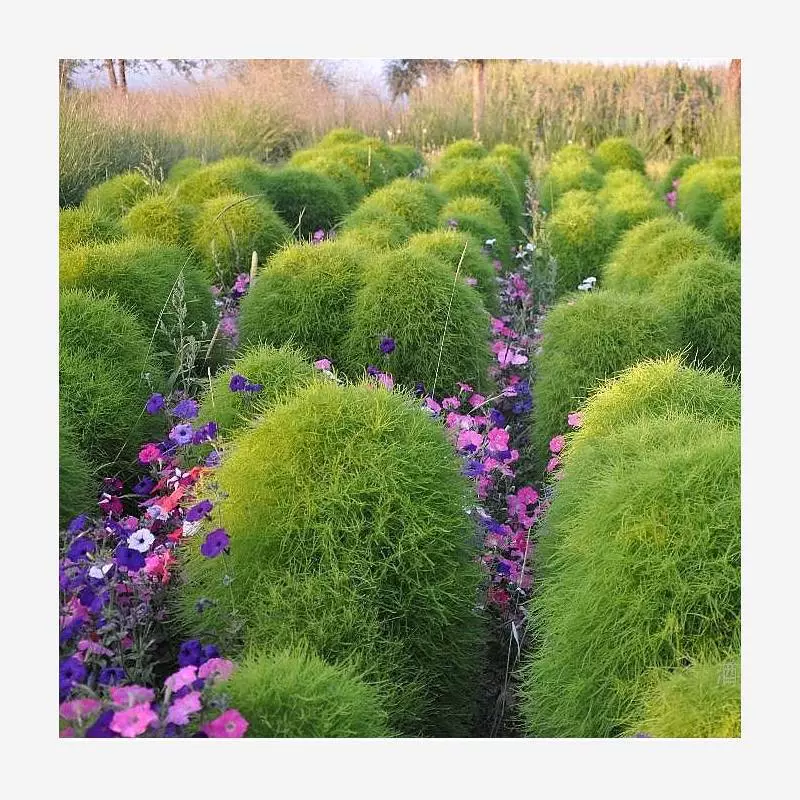 Семена травы тонколистной, семена коврижки, сферические цветы, рассада травы тонколистной в горшках для улицы, дорожки