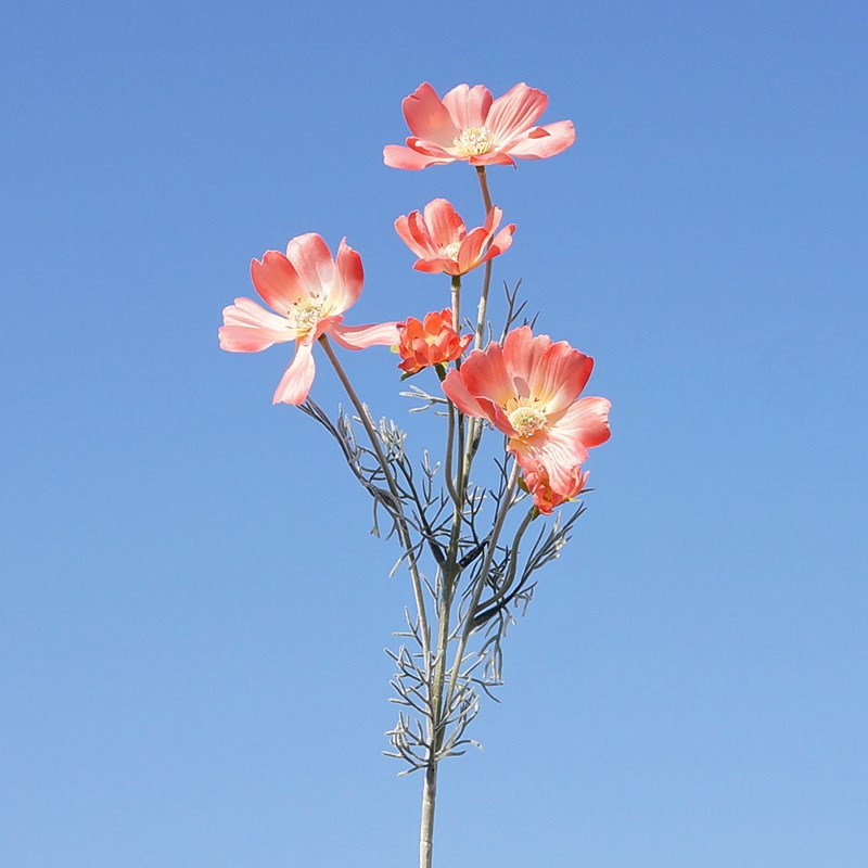 산호 가루 5671 #